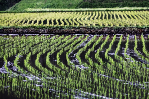 Rice field near Aso with mechanical introduction of seedlings, Aso, Kumamoto, Japan