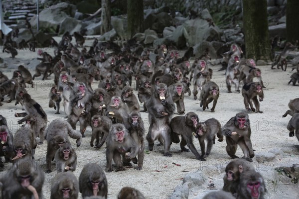 Many Japanese macaques gather to feed in a nature park, Beppu, Takasakiya Hill, Japan