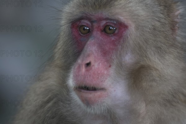Close-up of a Japanese macaque with expressive face and red colored skin, Beppu, Takasakiya hill,