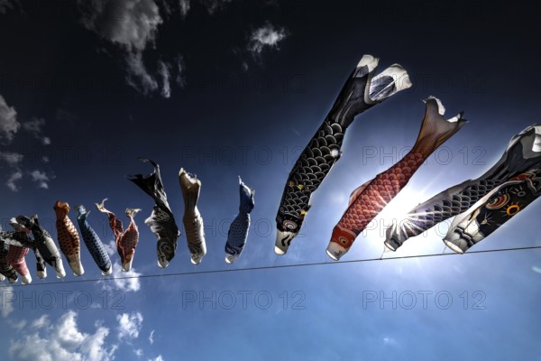 Carp windsocks blow in the blue sky for Children's Day, a colorful celebration, Kii Peninsula,
