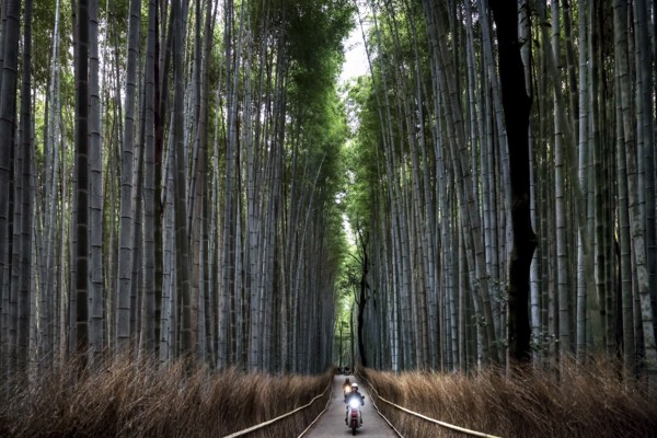 Straight path through the majestic Arashiyama bamboo forest with tall bamboo canes, Kyoto,