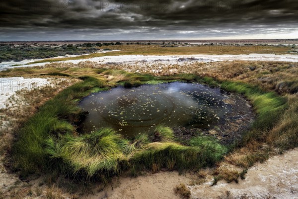 The bubbling artesian spring The Bubbler with surrounding vegetation, Mound Springs, South