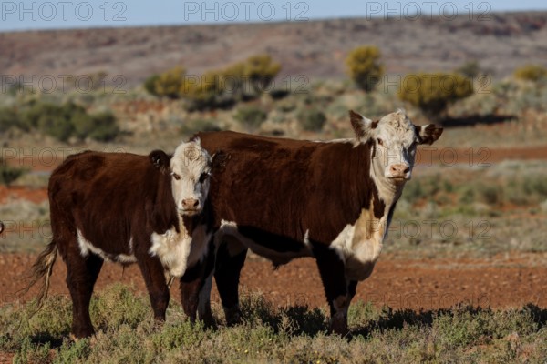 Two Hereford cattle stand in a vast landscape along the Oodnadatta Track, Oodnadatta Track, South