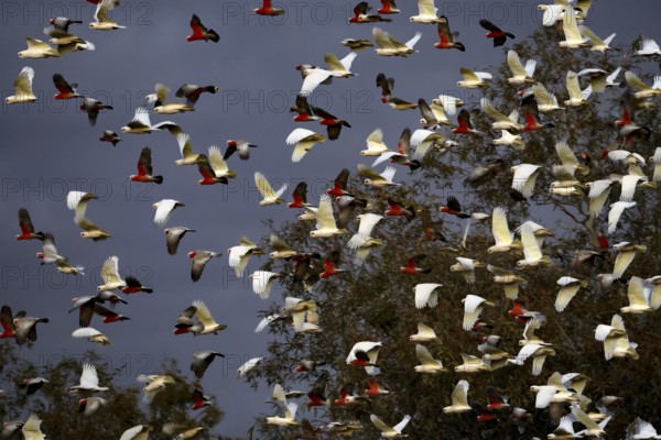 Swarm of naked eyed cockatoos fly across trees