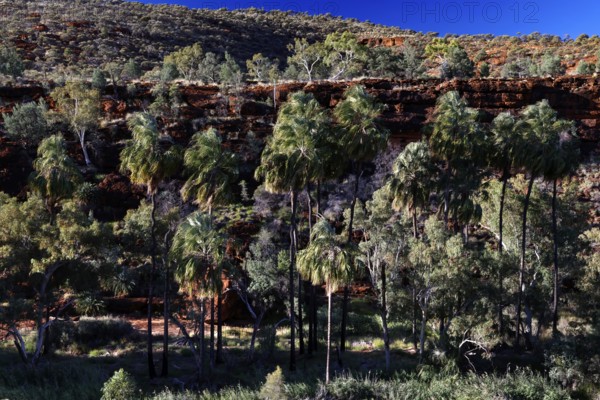 Dense vegetation with red umbrella palms on a rocky slope under clear skies, Palm Valley, Northern