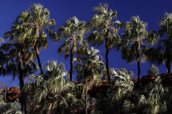 A group of red umbrella palms rise proudly against a deep blue sky, Palm Valley, Northern
