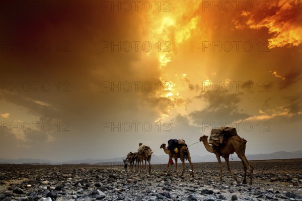 Camels of a caravan at sunset in the Ahmedela desert, Ahmedela, Ethiopia