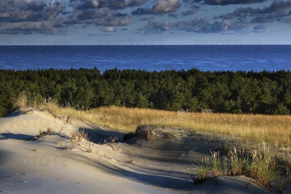 Contrasting landscape with sand dunes, dense forest and sea views under blue sky, Nagliai,