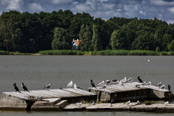 Birds on a wooden walkway in the lagoon near Pervalka, surrounded by cloudy sky, Pervalka,