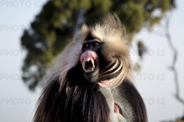 The Gelada monkey shows an intense facial expression in Semien National Park, Semien Mountain