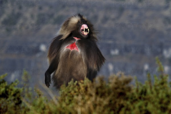 A calling gelada monkey stands out in front of a vast landscape, Semien Mountain National Park,