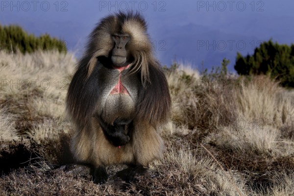 A gelada monkey stands proudly in the countryside of Semien Mountain National Park, Semien Mountain