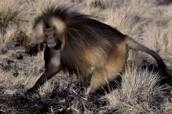 A gelada monkey moves through the grasses of Semien Mountain National Park, Semien Mountain