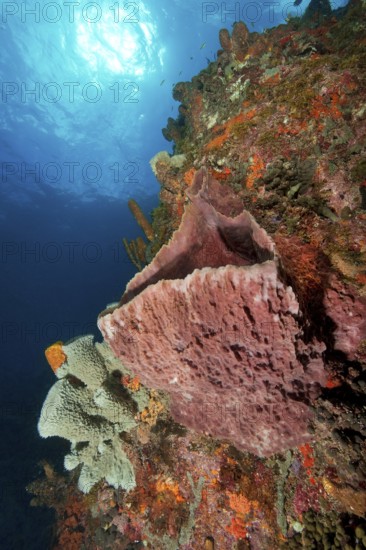 Underwater photo Large sponges (Porifera) growing on steep wall drop off in Caribbean Sea,