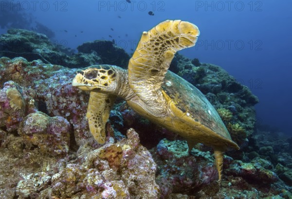 Underwater photo Hawksbill sea turtle (Eretmochelys imbricata) swimming through coral reef, Port