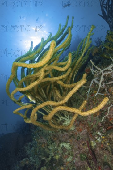 Underwater photo backlit photograph of Caribbean horn coral (Eunicea) gorgonian, Caribbean Sea,
