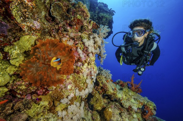 Underwater photo Diver looking at Red Sea anemonefish (Amphiprion bicinctus) lives in symbiosis