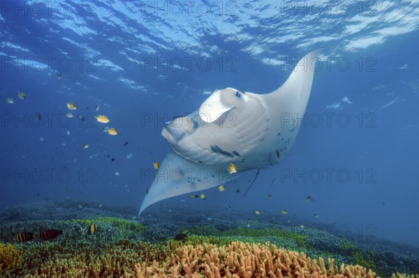Underwater photo of Reef Manta (Mobula alfredi) Manta, devil ray, winged ray, plankton eater,