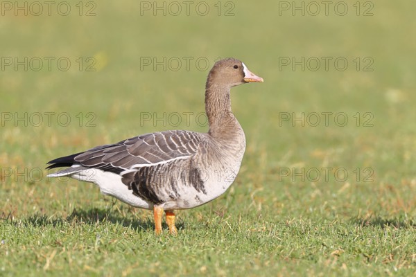 White-fronted goose (Anser albifrons), standing in a meadow in the wintering area, wildlife,