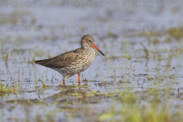 Redshank (Tringa totanus) standing on a flooded meadow, snipe bird, spring, wildlife, Hüde,