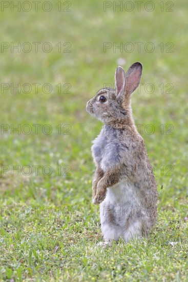 Wild rabbit (Oryctolagus cuniculus), sitting in a meadow, making mate, erect, fully grown, alert,
