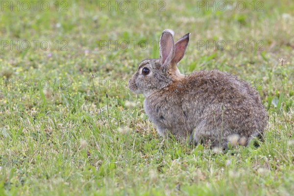 Wild rabbit (Oryctolagus cuniculus), sitting in a meadow, adult, alert, wildlife, animals, rodent,