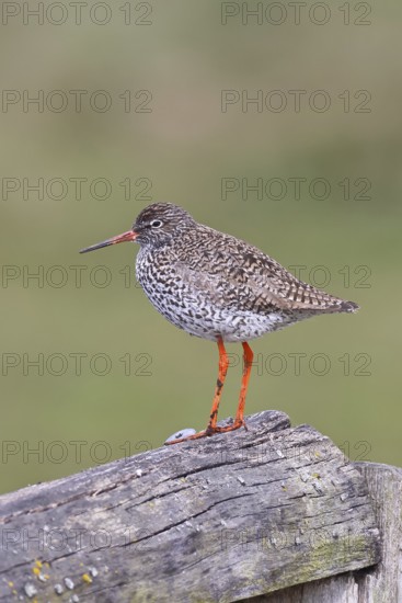 Redshank (Tringa totanus) standing on a pasture fence post, snipe bird, spring, wildlife, Hüde,