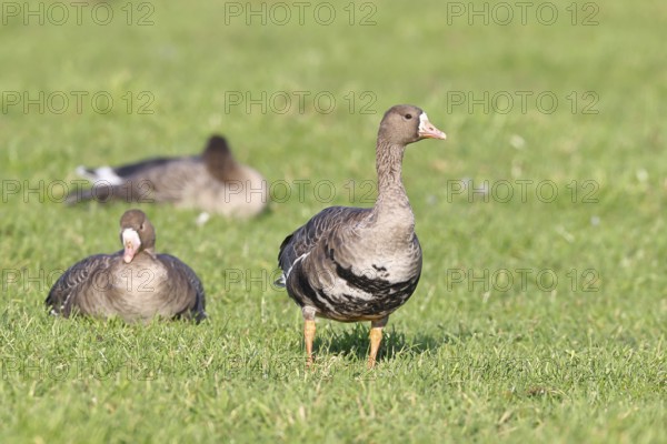 White-fronted geese (Anser albifrons), in a meadow in the wintering area, Wildlife, Bislicher Insel