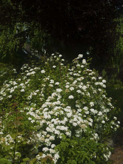 Ornamental shrubs (Spiraea vanhouttei), garden, very beautiful flowers, plant, planted in a group,