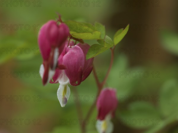 Watering heart (Lamprocapnos spectabilis), heart flower, perennial plant, spring-flowering plant,
