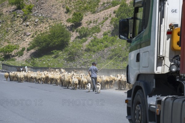 Shepherd leads a flock of sheep along a road, a truck passes by, green hills in the background,