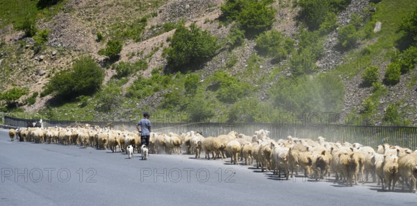 Shepherd drives a large flock of sheep along a road through a green landscape, Kvemo Mleta,