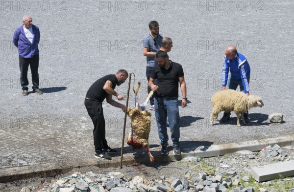 Men work on a sheep slaughtering on a rocky ground, bloody spots concentric, slaughter of sheep,
