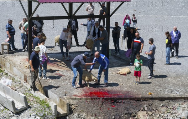 Men are visible at a sheep slaughter event, traces of blood, rural square, slaughter of sheep,