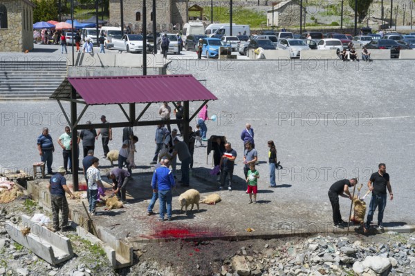 People gather around a slaughter site, bloody spots on the ground, parked cars, slaughter of sheep,