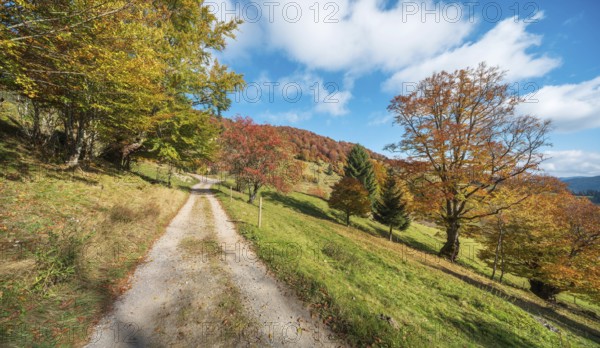 Hiking trail on Schauinsland, dirt road through meadows with old beech trees in full autumn colors,