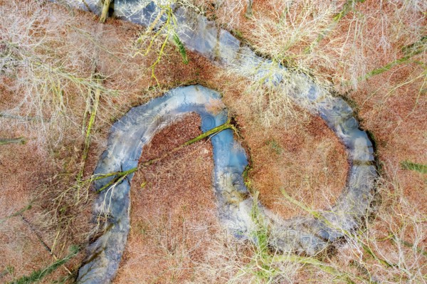Meander of a low mountain stream in winter with beech forest, vertical aerial view, drone shot,