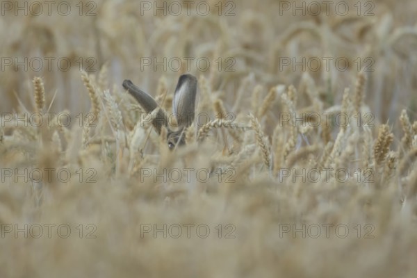 European brown hare (Lepus europaeus) adult animal in a farmland wheat field in summer, England,