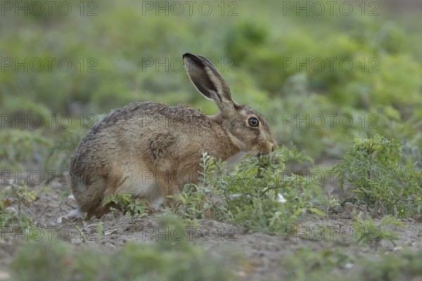 European brown hare (Lepus europaeus) adult animal feeding on a plant in a farmland field in