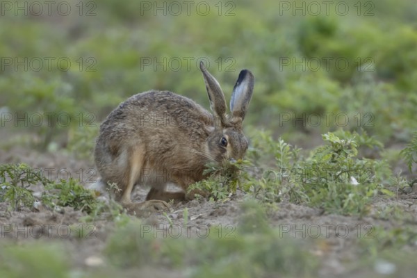 European brown hare (Lepus europaeus) adult animal eating a plant in a farmland field in summer,