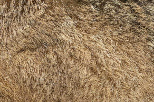 European brown hare (Lepus europaeus) adult animal close up of its body fur, England, United