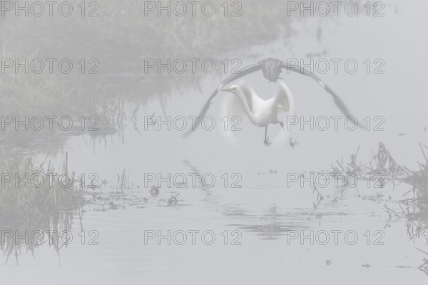 Great White Egret (Ardea alba) and Grey Heron (Ardea cinerea) in the fog, Emsland, Lower Saxony,