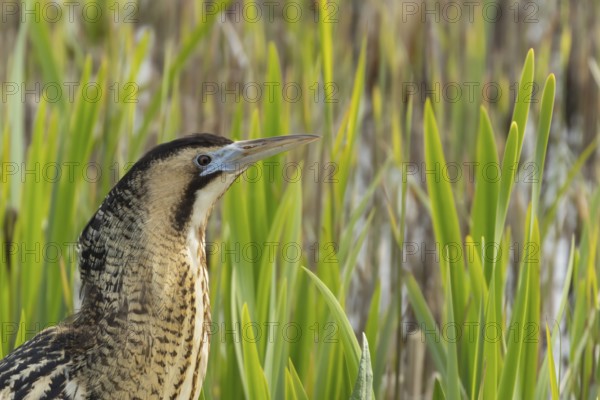 Eurasian or Great bittern (Botaurus stellaris) adult bird in a reedbed in spring, RSPB Minsmere