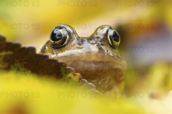 Common frog (Rana temporaria) adult amphibian on fallen autumn leaves in a garden, England, United