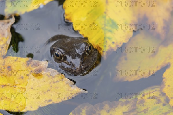 Common frog (Rana temporaria) adult amphibian on the water surface of a pond with fallen autumn