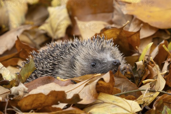 European hedgehog (Erinaceus europaeus) adult animal on a pile of fallen autumn leaves in a garden,