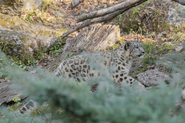 A snow leopard (Panthera uncia) runs along a mountainside between rocks and trees on a sunny day.