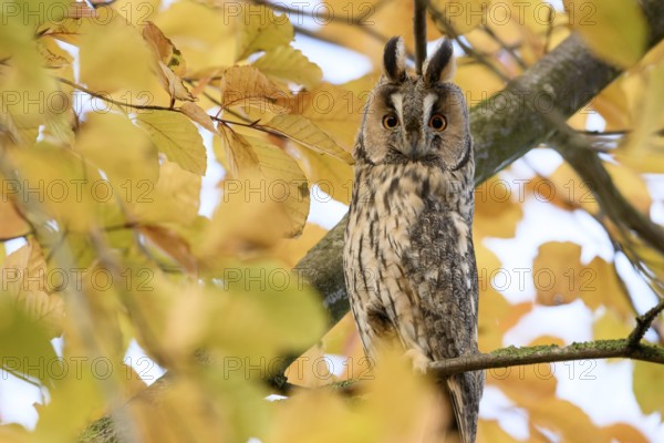A long-eared owl (Asio otus) sits attentively on a branch with erect feather ears amidst the yellow