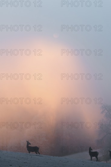 Two female red deer (Cervus elaphus) stand on a snow-covered meadow at sunrise, with dense,