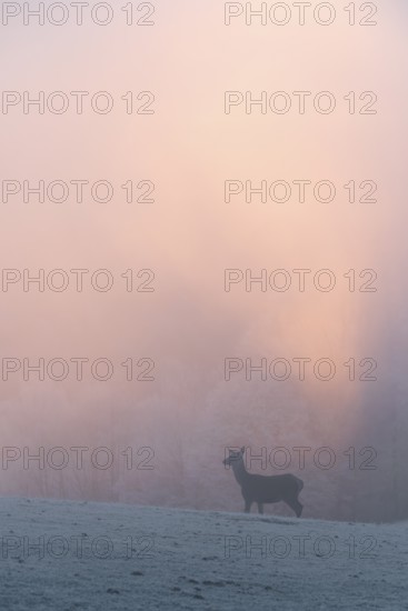 A female red deer (Cervus elaphus) stands on a snow-covered meadow at sunrise, with dense, colorful